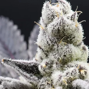 Premium Cannabis Flower