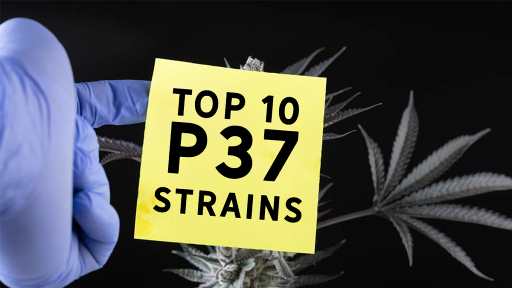Top 10 Cannabis Strains